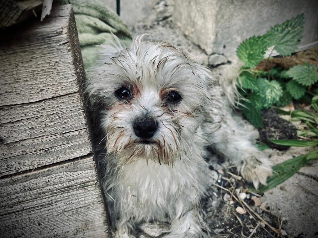 Romeo (1).jpeg